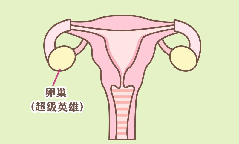 卵巢提前“退休”?可我还年纪轻轻......